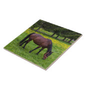 Tihuta Pass, Pastuur in Pasture Tegeltje (Zijkant)