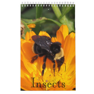 Tijdschema - Insecten (sgl. pg.) Kalender