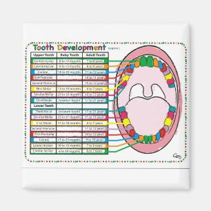 Tijdschema voor primaire en volwassen tanden magneet