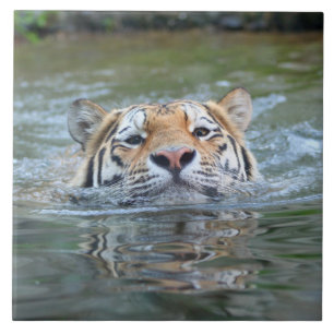 Tijger20160201 Tegeltje