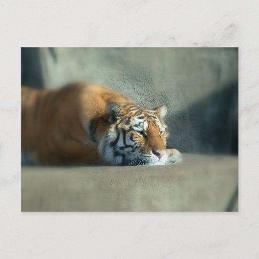 tijger2 briefkaart (Voorkant)