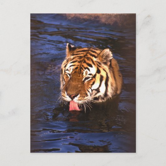 Tijger2 Briefkaart (Voorkant)