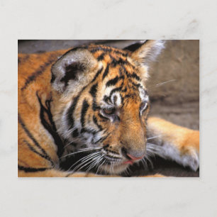Tijger38 Briefkaart