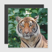 Tijger 001 (Voorkant / Achterkant)