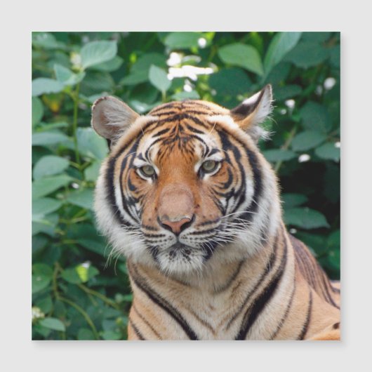 Tijger 001 (Voorkant)