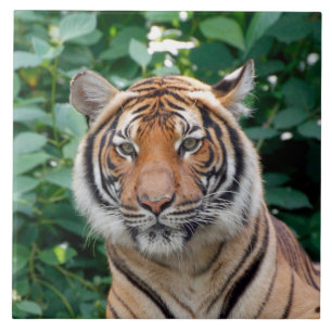 Tijger 001 tegeltje