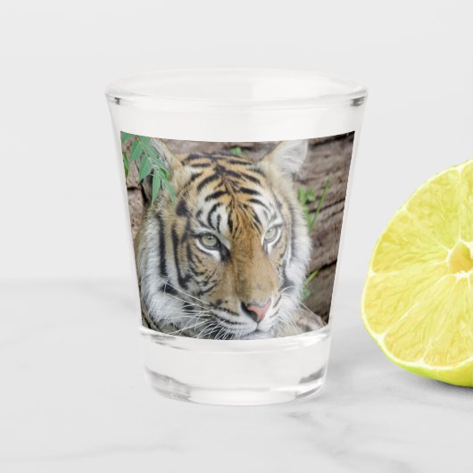 Tijger_002 Shot Glas (Voorkant)