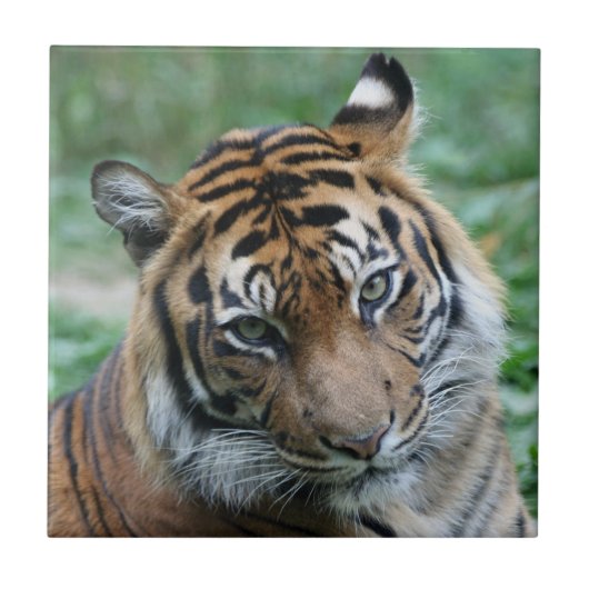 Tijger 012 tegeltje (Voorkant)