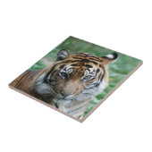 Tijger 012 tegeltje (Zijkant)