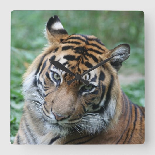Tijger 013 vierkante klok (Voorkant)
