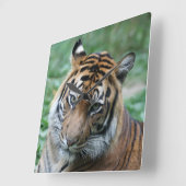 Tijger 013 vierkante klok (Hoek)