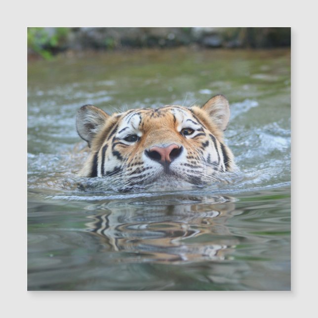 Tijger 028 (Voorkant)