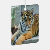 Tijger 034 metalen ornament (Voorkant Rechts)