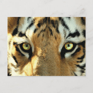 Tijger 1 - Briefkaart