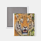 Tijger afbeelding! magneet (Voorkant / Achterkant)