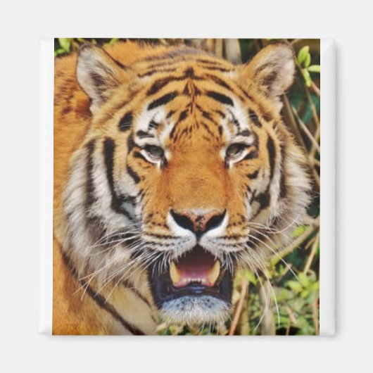 Tijger afbeelding! magneet (Voorkant)