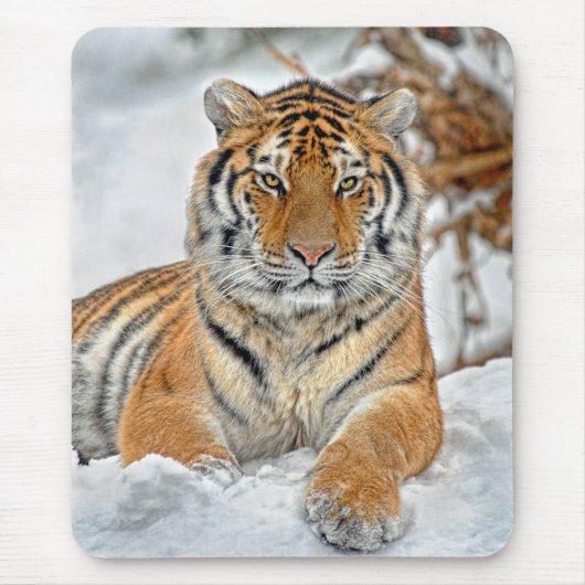 Tijger Beauty in sneeuw Muismat (Voorkant)