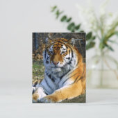 Tijger Briefkaart (Staand voorkant)