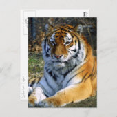 Tijger Briefkaart (Voorkant / Achterkant)
