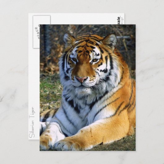 Tijger Briefkaart (Voorkant / Achterkant)