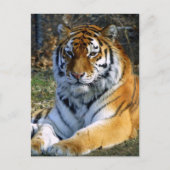 Tijger Briefkaart (Voorkant)