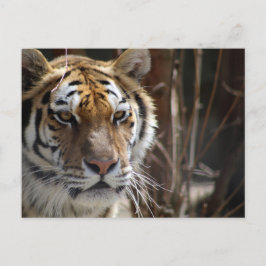 tijger briefkaart
