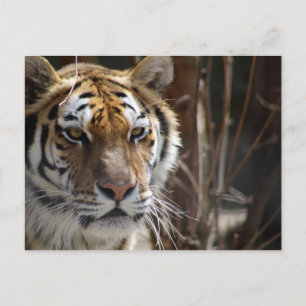 tijger briefkaart