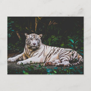 Tijger Briefkaart