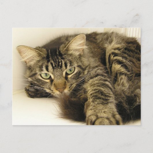 Tijger Briefkaart (Voorkant)