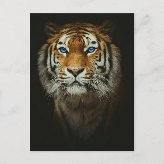tijger briefkaart (Voorkant)