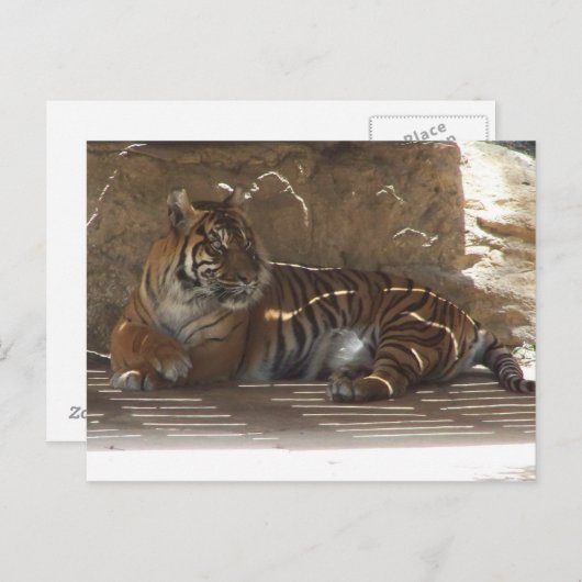 tijger briefkaart (Voorkant / Achterkant)