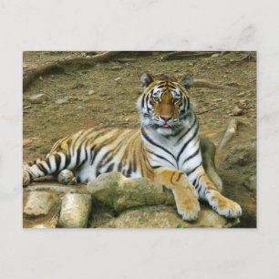 tijger briefkaart