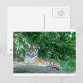 tijger briefkaart (Voorkant / Achterkant)