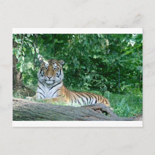 tijger briefkaart (Voorkant)