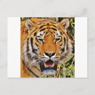 tijger briefkaart