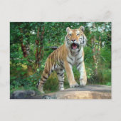tijger briefkaart (Voorkant)