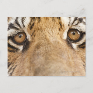 tijger briefkaart