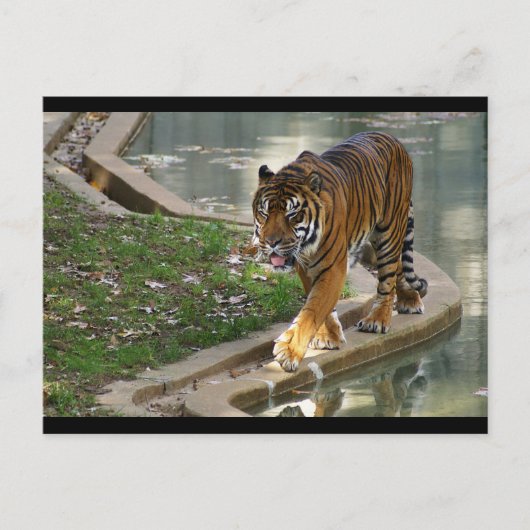 tijger briefkaart (Voorkant)