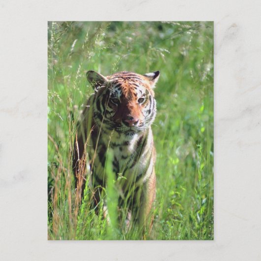 tijger briefkaart (Voorkant)