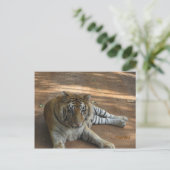 Tijger Briefkaart (Staand voorkant)