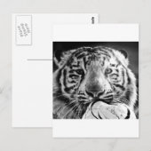 tijger briefkaart (Voorkant / Achterkant)