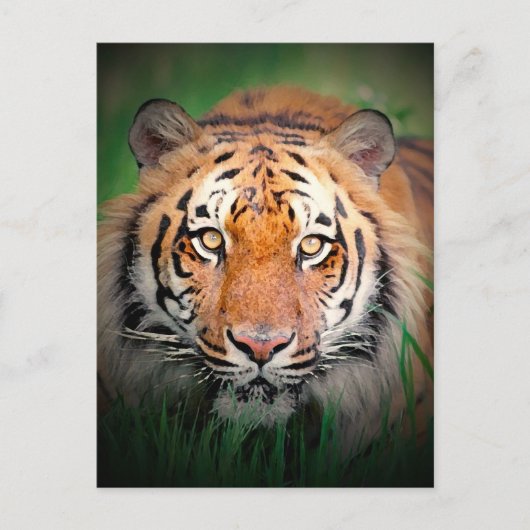 tijger briefkaart (Voorkant)