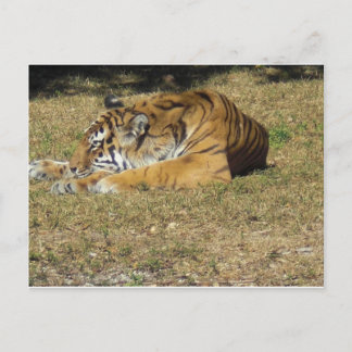 tijger briefkaart