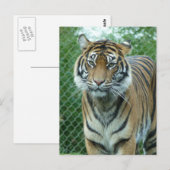 tijger briefkaart (Voorkant / Achterkant)