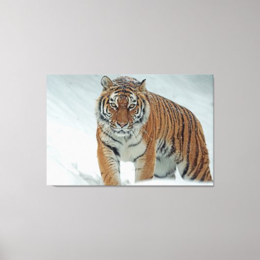 tijger canvas afdruk (Voorkant)