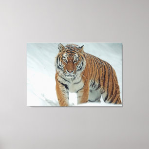 tijger canvas afdruk