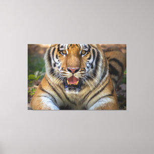 tijger canvas afdruk