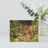 Tijger-China-Doll-b-18 Briefkaart (Staand voorkant)