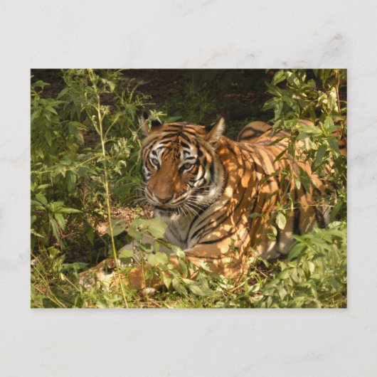 Tijger-China-Doll-b-18 Briefkaart (Voorkant)