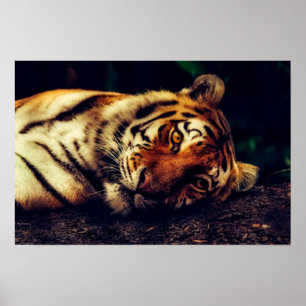 Tijger die je kijkt poster